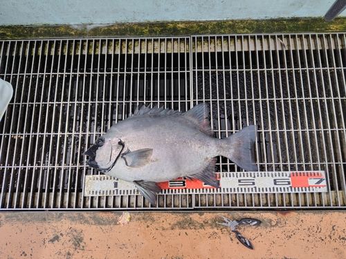 イシダイの釣果