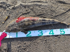 マゴチの釣果