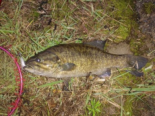 スモールマウスバスの釣果