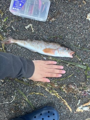 ホッケの釣果