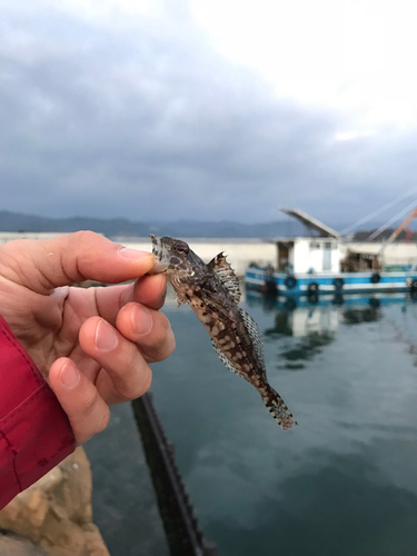 ハゼの釣果