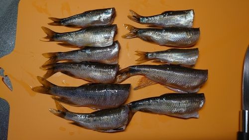カワムツの釣果