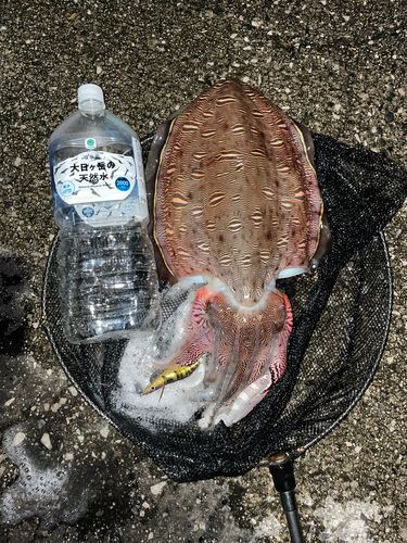 モンゴウイカの釣果