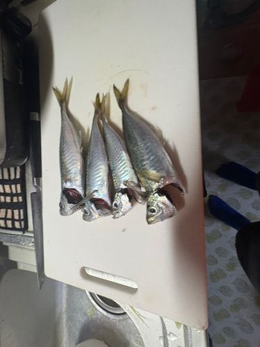 アジの釣果