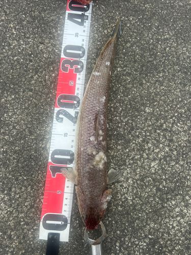 エソの釣果