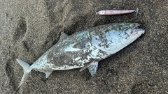 ブリの釣果
