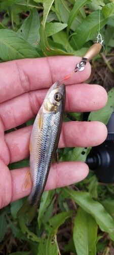 カワムツの釣果