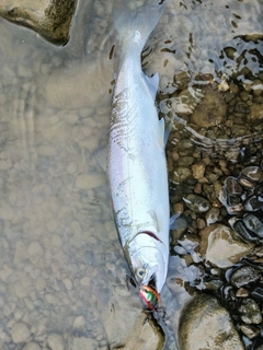 サクラマスの釣果