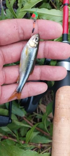カワムツの釣果