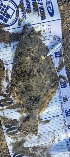 ヒラメの釣果
