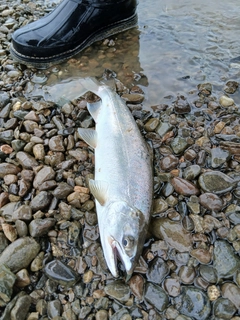 サクラマスの釣果