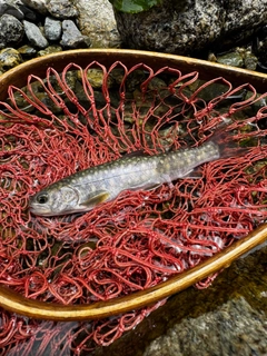 ニッコウイワナの釣果