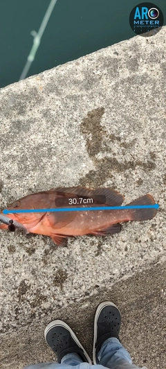 キジハタの釣果