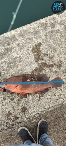 キジハタの釣果
