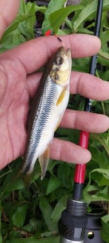 カワムツの釣果