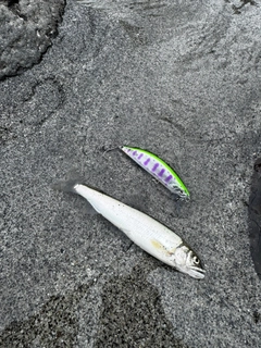 アユの釣果