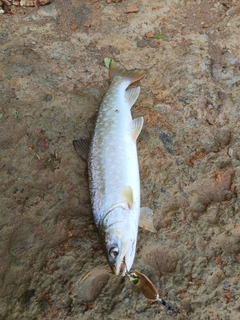 アメマスの釣果