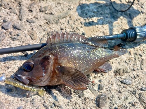 エゾメバルの釣果