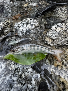 アマゴの釣果