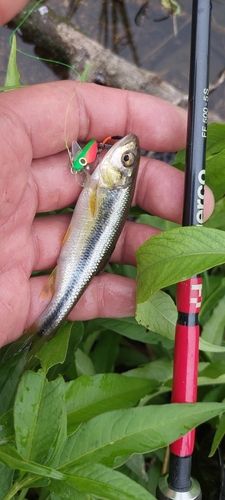 カワムツの釣果