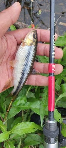 カワムツの釣果