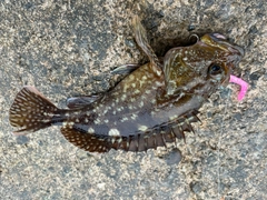 ムラソイの釣果