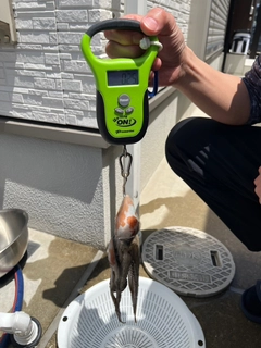 タコの釣果
