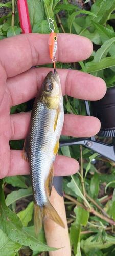 カワムツの釣果