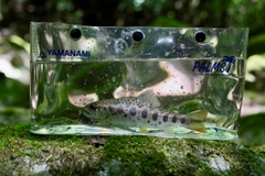 アマゴの釣果