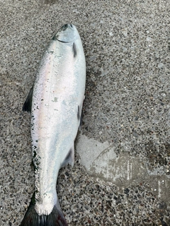 サクラマスの釣果