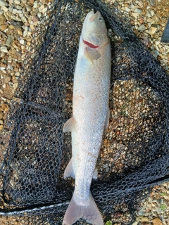 イトウの釣果