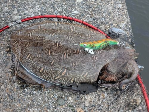 モンゴウイカの釣果