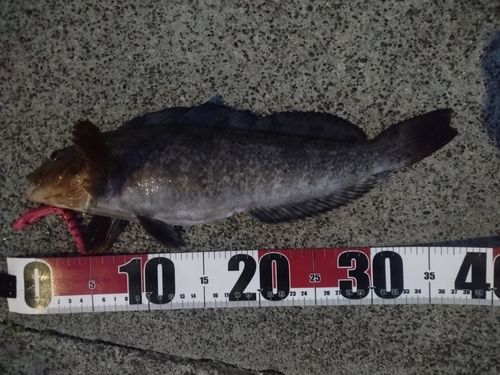 アイナメの釣果