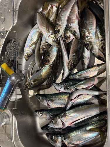 アジの釣果