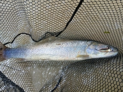 イトウの釣果