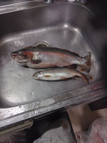 ニジマスの釣果