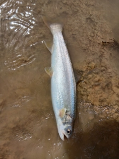 アメマスの釣果