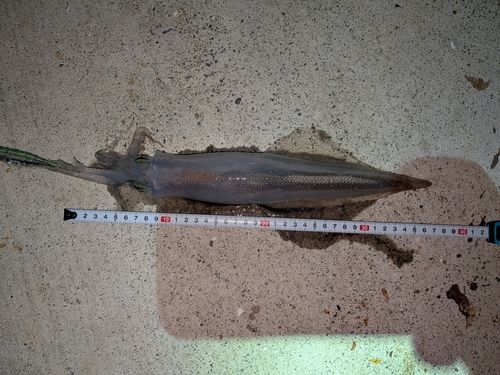 ヤリイカの釣果