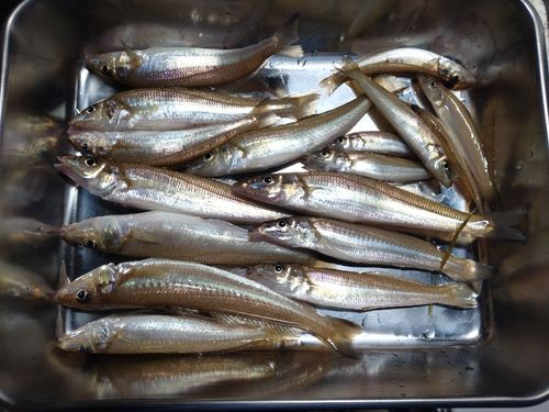 キスの釣果