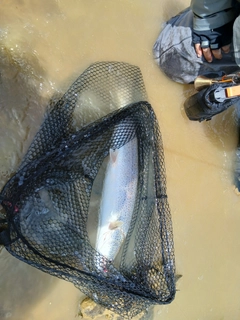 イトウの釣果