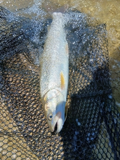 イトウの釣果