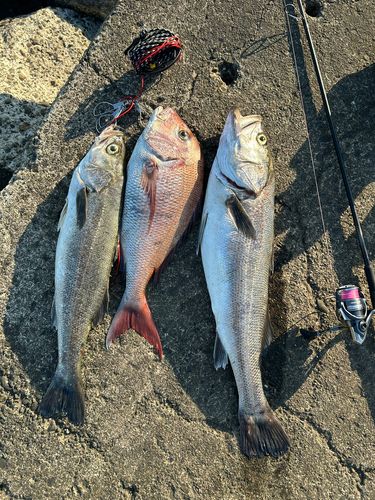 シーバスの釣果
