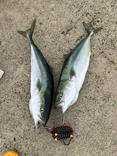 ワラサの釣果