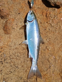 サクラマスの釣果