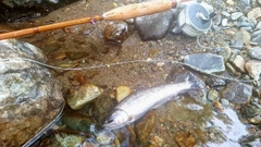 ヤマメの釣果