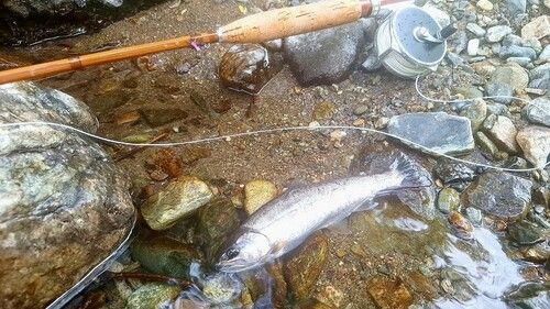 ヤマメの釣果