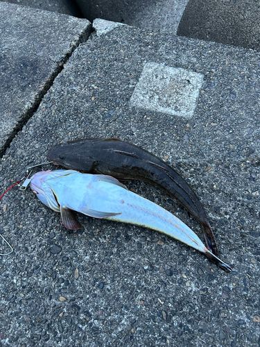 マゴチの釣果