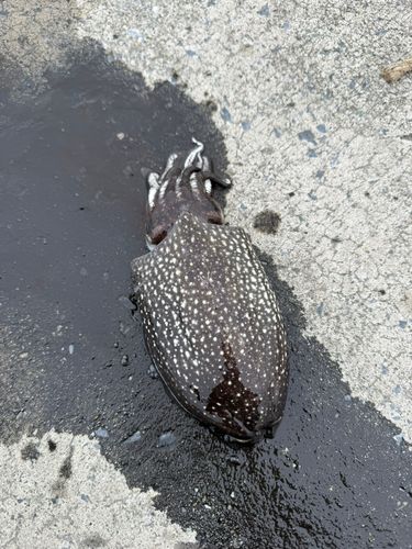 コウイカの釣果