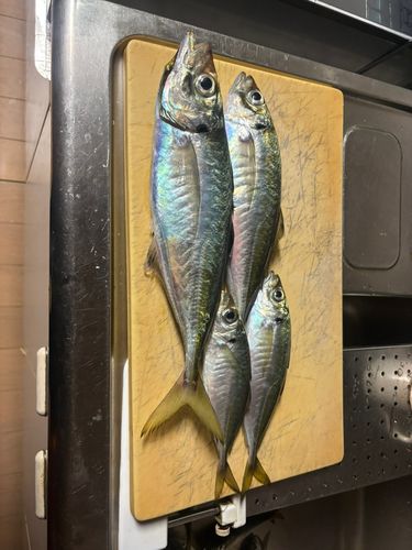 アジの釣果