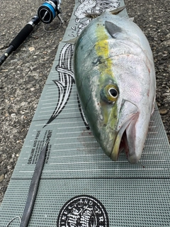 ワラサの釣果
